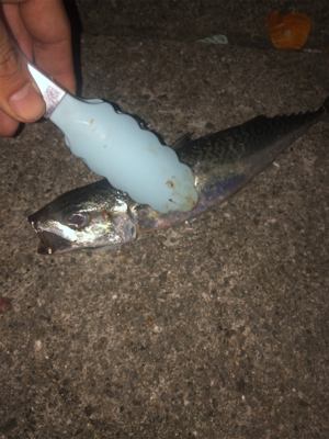 家族で太刀魚釣り