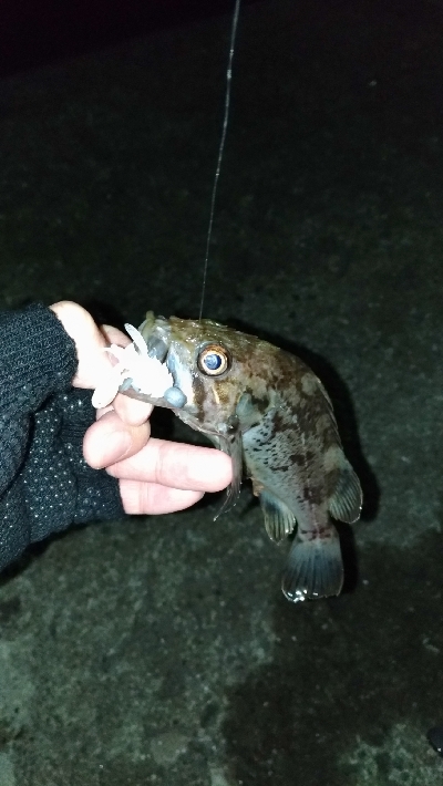 今日はどんこ祭り