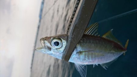 今日はエサ釣り！