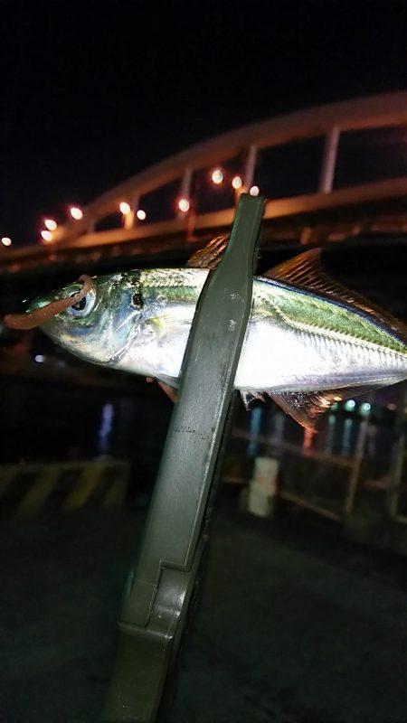 アジ釣り