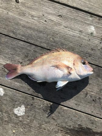 イカダのダンゴ釣り