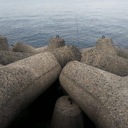 釣ったアジで飲ませ