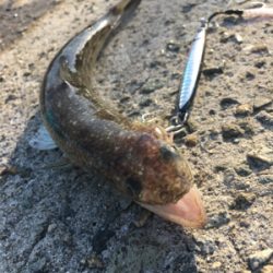 狙いの魚種と釣果があべこべ？