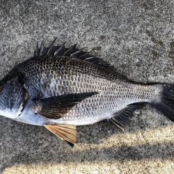 イチノ兄弟、釣果！