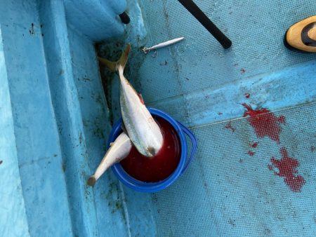 青物狙いのアジ飲ませ