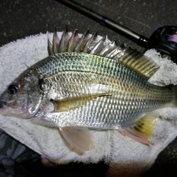 南港へち釣行 （11/3 良い感じに好釣果の南港ヘチ釣り 真チヌ46cm、キビレ、シーバス 他 釣果有り）