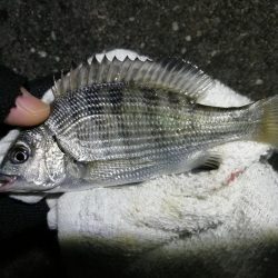 南港へち釣行 （11/11 南港ヘチ釣り 真チヌ 44.5cm、キビレ 釣果有り）