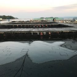 久しぶりの海上釣堀