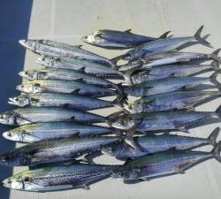 東京湾探釣隊ぼっち 釣果