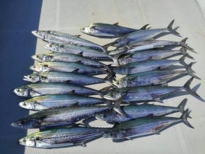 東京湾探釣隊ぼっち 釣果