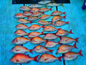 東京湾探釣隊ぼっち 釣果