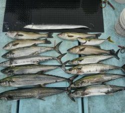 東京湾探釣隊ぼっち 釣果