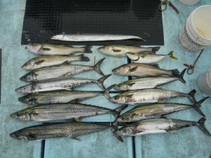 東京湾探釣隊ぼっち 釣果