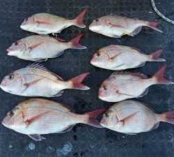 東京湾探釣隊ぼっち 釣果