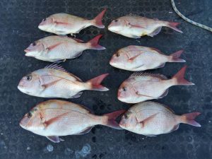 東京湾探釣隊ぼっち 釣果