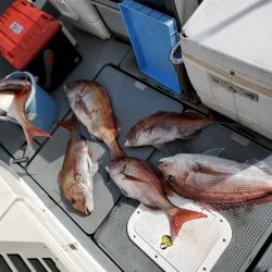 珀宝丸 釣果