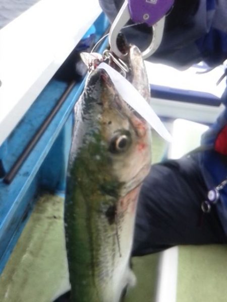 さわ浦丸 釣果