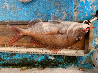 幸吉丸 釣果