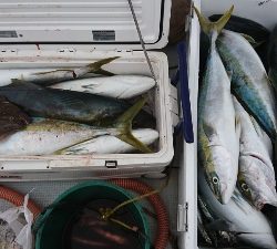 海龍丸（福岡） 釣果