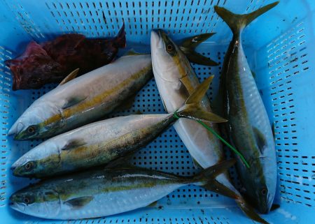 明神釣船 釣果