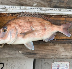 幸吉丸 釣果