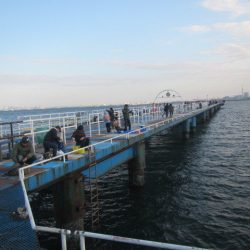 オリジナルメーカー海づり公園(市原市海づり施設) 釣果