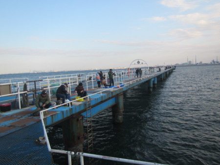 オリジナルメーカー海づり公園(市原市海づり施設) 釣果