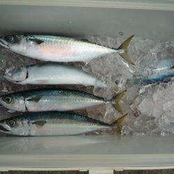 浅間丸 釣果