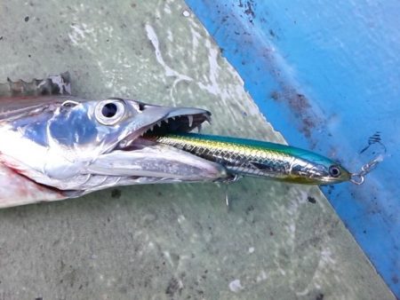 さわ浦丸 釣果