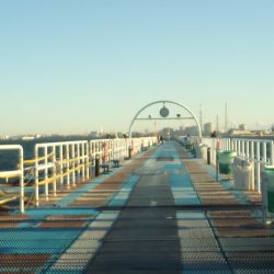 オリジナルメーカー海づり公園(市原市海づり施設) 釣果