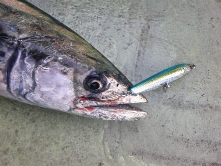 さわ浦丸 釣果