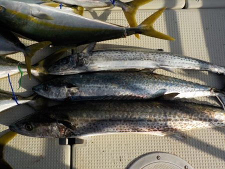 ＨＡＲＵＫＡ丸　はるかまる 釣果