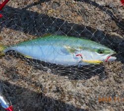 鹿島港魚釣園 釣果