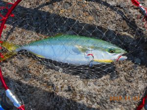 鹿島港魚釣園 釣果