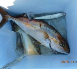 鹿島港魚釣園 釣果