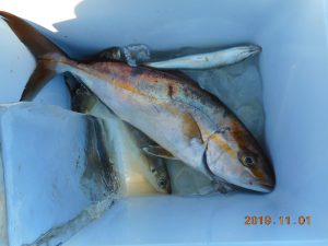 鹿島港魚釣園 釣果