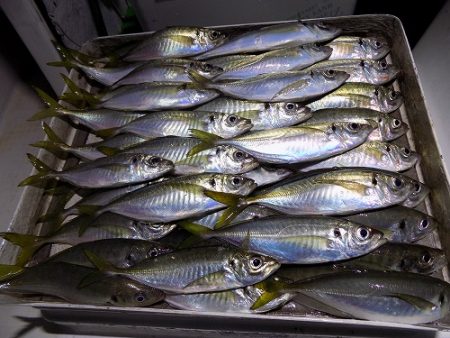 フィッシングボート空風（そらかぜ） 釣果