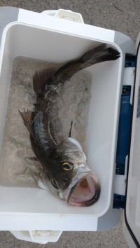 和歌山マリーナシティ釣り公園 釣果