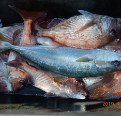 作十丸 釣果