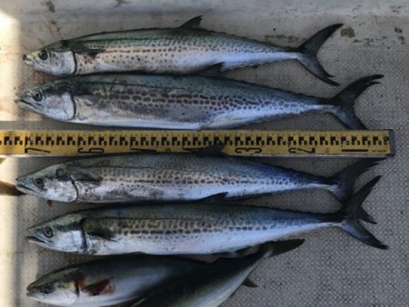 釣り船角田 釣果