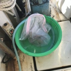 釣り船角田 釣果