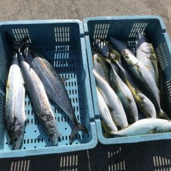 釣り船角田 釣果