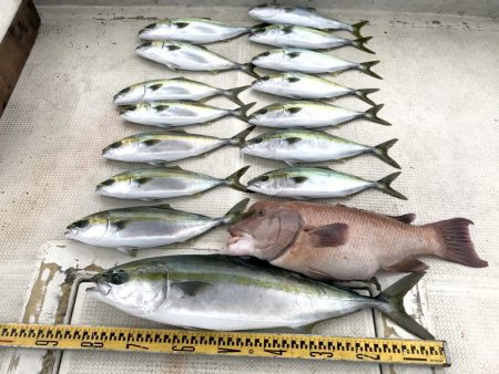 釣り船角田 釣果