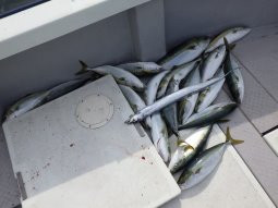 えすぽあ 釣果