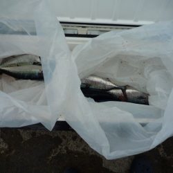 浅間丸 釣果