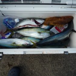 浅間丸 釣果