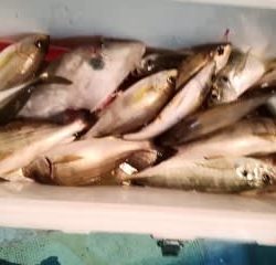 松福丸 釣果