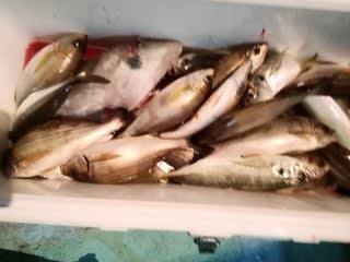 松福丸 釣果