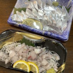 リトルワン 釣果