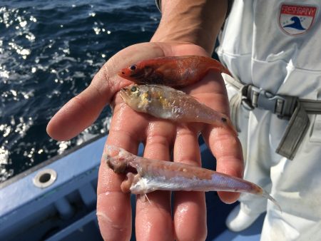 松鶴丸 釣果